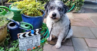 FILMHUNDE