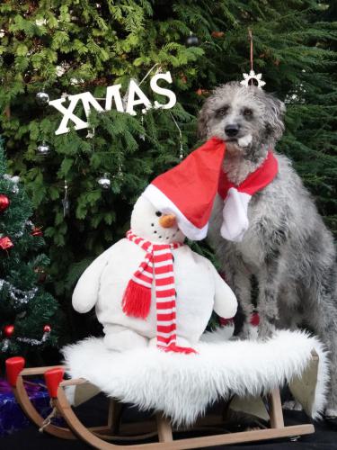 Henry Weihnachtsdreh WDR