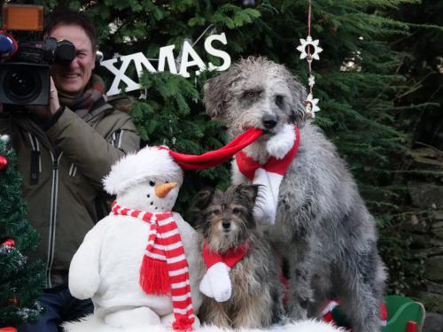 Henry Weihnachtsdreh WDR