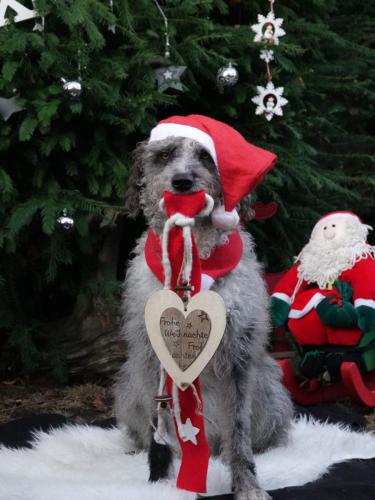 Henry Weihnachtsdreh WDR
