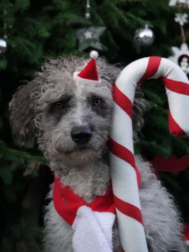 Henry Weihnachtsdreh WDR