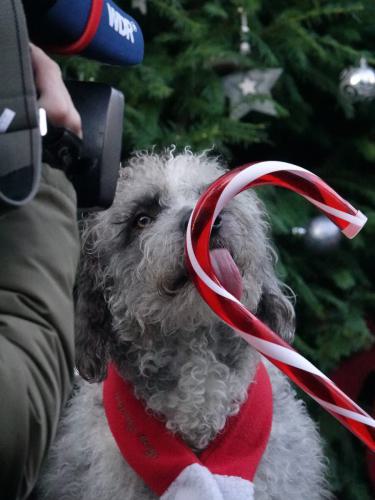 Henry Weihnachtsdreh WDR