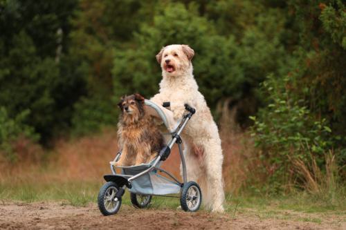 Puppenwagen
