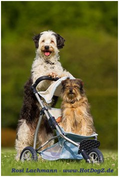 puppenwagen