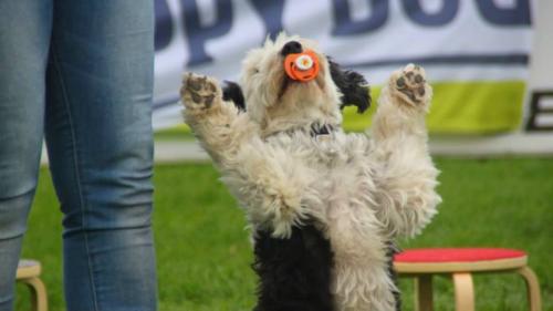 Tobi