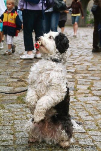 Babelsberg 2010