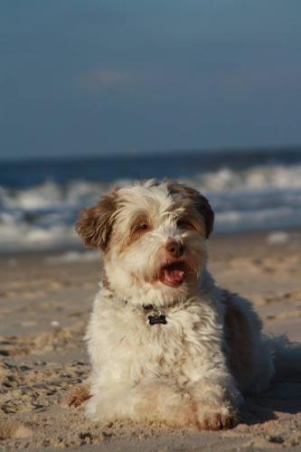 Merlin am Strand