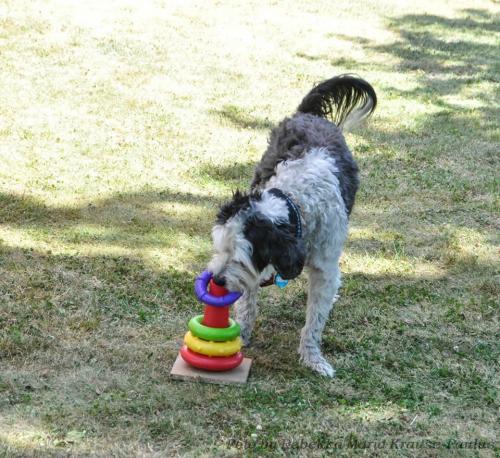 Ringspiel