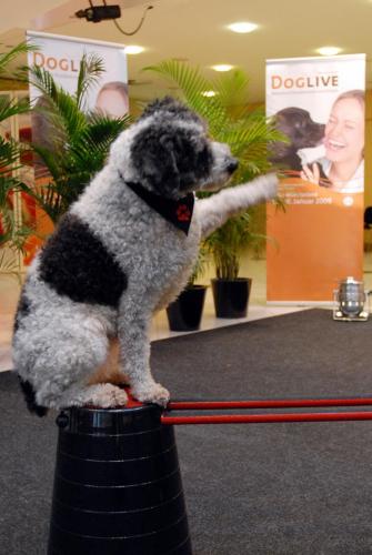 DogLive Ebba winkt